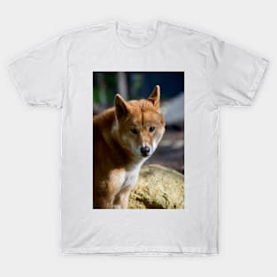 Dingo Close Up T-Shirt
